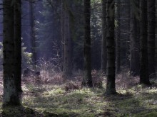 In the old forest / ***