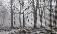 in the park / ***
