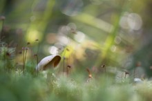Wald Skizzen / ***