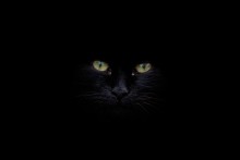  / cat