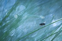 Turquoise world a small fly / ***