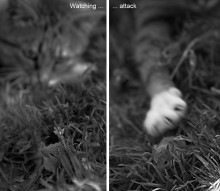 Niedlich und flauschig. / ***