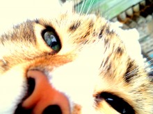 Katze / ...