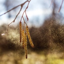 Golden bells of Spring / ***