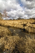 On golden marshes / ***