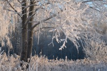 Fragment of a winter morning / ___