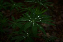 Lupine / ***