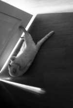 Kotofoto (Serie) / [url=http://www.radikal.ru][img]http://s019.radikal.ru/i639/1403/84/db9f568154fe.jpg[/img][/url] [url=http://www.radikal.ru][img]http://i053.radikal.ru/1403/5f/180c5accc8e4.jpg[/img][/url]