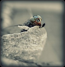 Just FLIES / ***