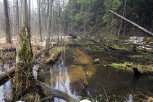 In a dense forest / ***