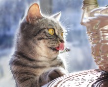cats cats kittens *** / ***