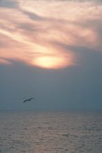 Free flight / ***