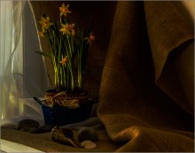 The daffodils / ***