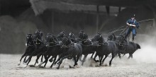 Hey, you horses, horses animals ... / ***