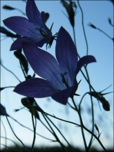 Bells / ***