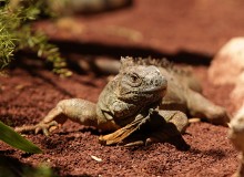 Iguana / ***