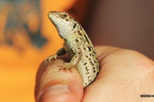 Scaled guest. / ***