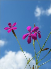 Wild Carnation / ***