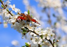 Der Frühling ist gekommen / ***