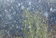 And the snow fell in mid-April / ***