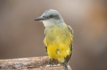 Great Kiskadee (female) / Great Kiskadee (female)