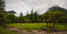 Landscape with cows ... / ***