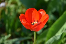 Tulpe / ***