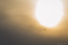 Gegen Sun-2 / ***