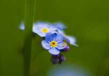 Do not forget me / ***