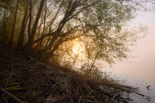 Fog at the lake / ***