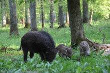 Familie von Wildschweinen / ***
