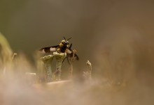 Biting fly :) / ***