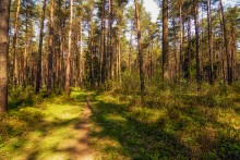 On the sunny path / ***