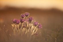 Pasque-flower / ***