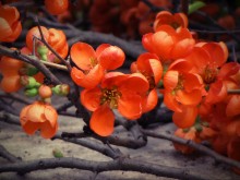 chaenomeles / ***