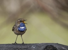 Bluethroat / ***
