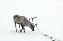 Deer / ***