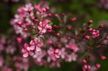 Blooming gardens / *****