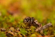 Spider skakunchik / ...............