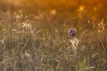 Sleep-grass at sunset / ***