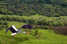 Stork / ***