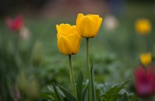 Floral Miniature / Floral Miniature