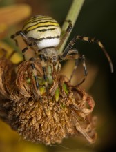 Wasp / *********