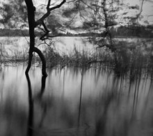 Traveling tree / ***