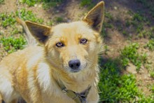 Hund an der Leine / ***