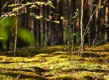 Nacht im Wald / ***