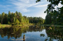 Forest Lake / ***