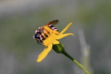 Pollination / ***