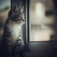  / ***