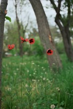 Poppies / ***